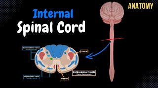 Internal Spinal Cord Gray Matter White Matter Funiculus  Anatomy [upl. by Balliett]