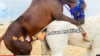 Horse Mating  horse meet up  horse breeding animals mating close up horse [upl. by Yssis142]