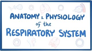 Anatomy and physiology of the respiratory system [upl. by Aihselef]