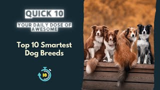 Quick 10 Top 10 Smartest Dog Breeds [upl. by Eiramait]