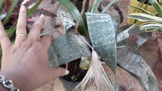 Bromeliad Varieties n care konkani [upl. by Tombaugh318]