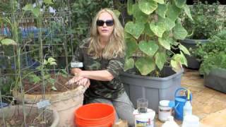 How to Grow Container Cucumbers by Nurse Amy [upl. by Neal163]