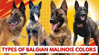 Types of Belgian malinois The Amazing Variety of Malinois Coats [upl. by Gehman]