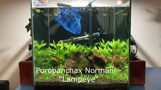 60L Ivy Bridge Aquarium Fish Release [upl. by Haroldson]