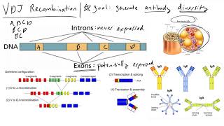 VDJ Recombination  how our adaptive immune system creates antibody diversity [upl. by Mychael]