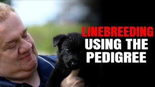 DOG BREEDING UNLEASHED  LINEBREEDING USING THE PEDIGREE VonGontaHaus [upl. by Boys]