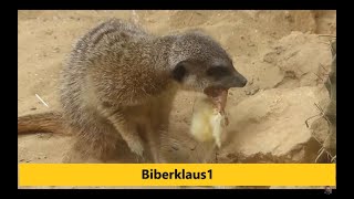 Erdmännchen Fütterung mit Küken  Zoo Augsburg Meerkatze [upl. by Osbert595]