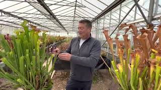 Cutting back Sarracenia for winter  how and why [upl. by Warchaw]