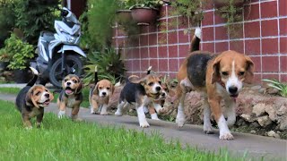 Beagle Puppies Morning Playtime [upl. by Ennayhs]