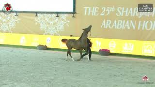 N 334 KHATTAF ALBIDAYER Sharjah International Arabian Horse Festival 2024 Colts 3 Years Old Sect [upl. by Matty]