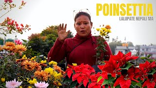 Poinsettia Plant Care and Tips I Lalupate Plant Ko Rak Dek Kasari Garne Nepali Garden Channel [upl. by Nalor]