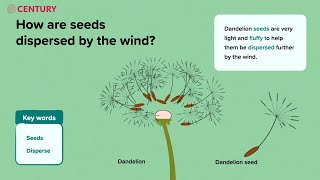 Seeds and Seed Dispersal  Plants  KS2 Science [upl. by Maite235]