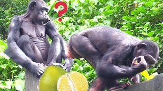 好吃的柚子🐵🐵Chimpanzee IntelligenceWildlife Rescue StoriesFunny Animal ClipsAnimal Learning [upl. by Un]