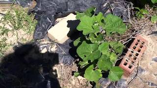 How to grow hollyhock from seeds [upl. by Emerej]