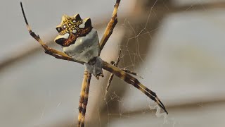 Can you name this Spider from Colombia South America [upl. by Fabyola]