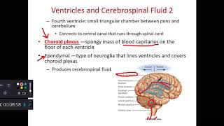 BIOL 214 Meninges Ventricles and CSF Ch 14 Part 2 [upl. by Trueman463]