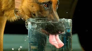 Dog Drinking Water in 4K Slow Motion  Very Differently  4K Ultra HD   S2 E2 [upl. by Mcdougall806]