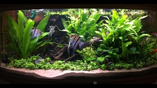 Non Co2 Low Tech Heavily Planted Tank [upl. by Ailegave267]