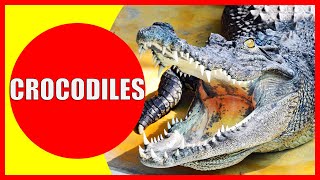 CROCODILES FOR KIDS  Interesting Crocodile Facts for Children Kindergarten and Preschoolers [upl. by Cottrell]