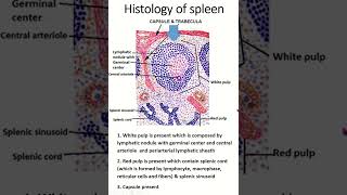 Histology of spleen histology anatomy lymphaticsystem DrKareemaTabassum [upl. by Bean]