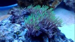 Green Star Polyp GSP in Saltwater Aquarium  Month 1 [upl. by Nohsyar739]