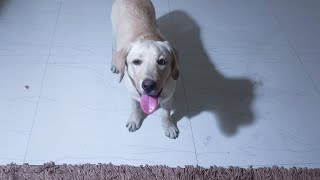 dog video name is sunny labrador [upl. by Annaj]