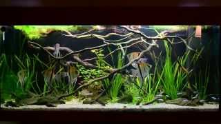 AMAZON BIOTOPE AQUARIUM 3 [upl. by Goulette]