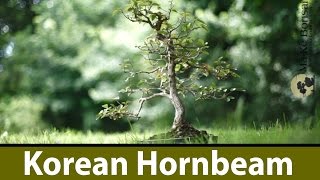 133 Korean Hornbeam  Carpinus coreana make very popular Bonsai Trees for Beginners [upl. by Krik303]