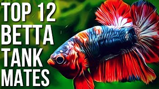 Top 12 Best Betta Fish Tank Mates  Betta Tank Mates You Can Try [upl. by Ayekahs973]