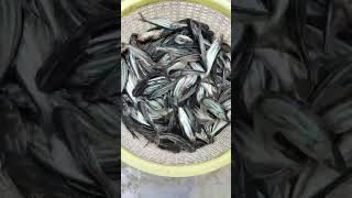 बैकर seed fish fishfarming pangasius [upl. by Waller]