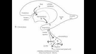 Cerebral Ventricles amp CSF  Draw it to Know it Neuroanatomy [upl. by Ozkum]