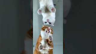 The Funniest Cats on the Internet  funnycats cutecats [upl. by Judie]