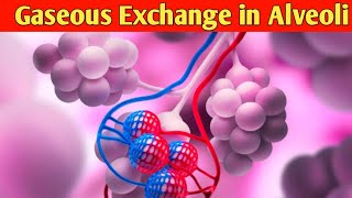 How exchange of gases take place in Alveoli  Gaseous Exchange in Lungs  Respiratory System [upl. by Enneicul]