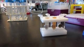 Cell lysate preparation for purification using magnetic beads [upl. by Dlorej]