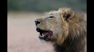 Lions calling in South Luangwa Zambia [upl. by Notsnorb]