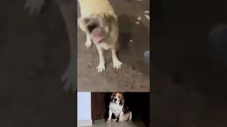 Breezer video funny viral sorts 😍 [upl. by Nnaeilsel364]