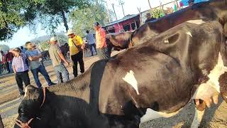 buenas VACAS lecheras disponibles72159887la plaza San Rafael cedros [upl. by Belcher]