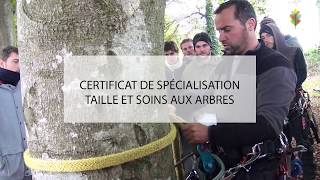 CERTIFICAT DE SPÉCIALISATION TAILLE ET SOINS AUX ARBRES [upl. by Drusi845]