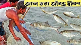 Live Hilsa Fish Catching 2024  ইলিশ মাছ ধরা লাইভ ২০২৪  fishing videos [upl. by Assennev997]