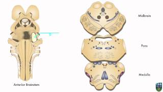 AXON Trigeminothalamic Pathway Fine Tactile Sensation from Face 8 of 9 [upl. by Pedrotti259]