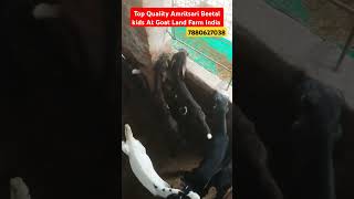 Top Quality Amritsari Beetal kids At Goat Land Farm India Up Azamgarh youtubeshort goat7880627038 [upl. by Olwena461]