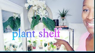 Bedroom Houseplant Plant Shelf Tour pestprevention [upl. by Brechtel]