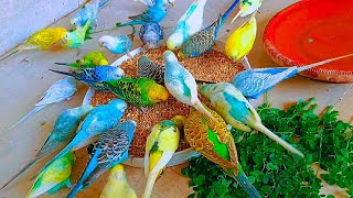 Caring For Pet Birds 🦜  Best Food For Budgies 🌿 [upl. by Demona]