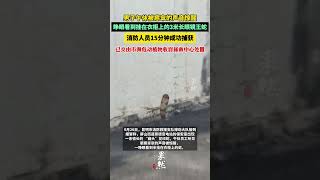 男子午休被窸窸窣窣的声音惊醒，睁眼看到3米长眼镜王蛇挂在衣柜上 [upl. by Erolyat]