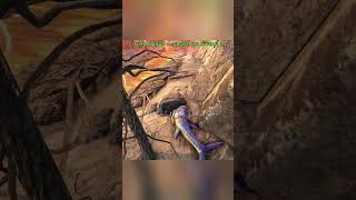 day 2 to find a legendary egg 190 ark arksurvivalevolved [upl. by Adialeda]