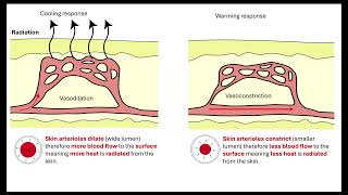 Thermoregulation in endotherms 511 Communication and Homeostasis [upl. by Akiemat]