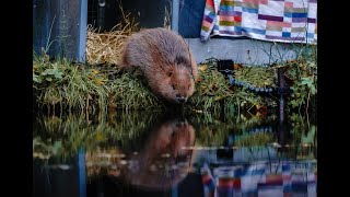 Bringing beavers back the release [upl. by Emmett943]