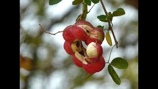 Healthy and Yummy Pithecellobium dulce  Madras Thorn  Manilla Tamarind [upl. by Ahseikal]