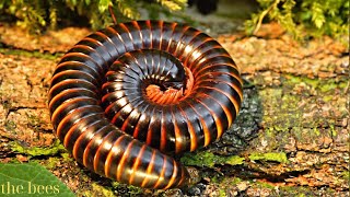 Archispirostreptus gigas Giant African Millipede Closeup [upl. by Castera83]