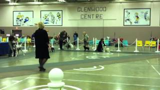 Emma Schipperke conformation show port alberni 2011 096MOV [upl. by Arbas45]